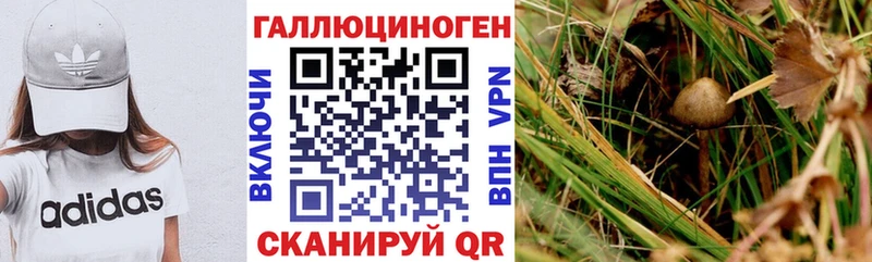 Псилоцибиновые грибы Psilocybe  Купить закладки  Шарыпово 